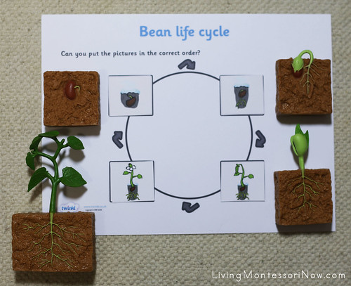 Life Cycle of a Bean Plant
