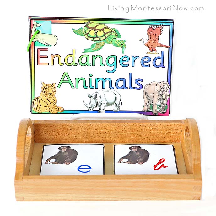 Endangered Animals Booklet with Chimpanzee Alphabet Cards in Print and Cursive