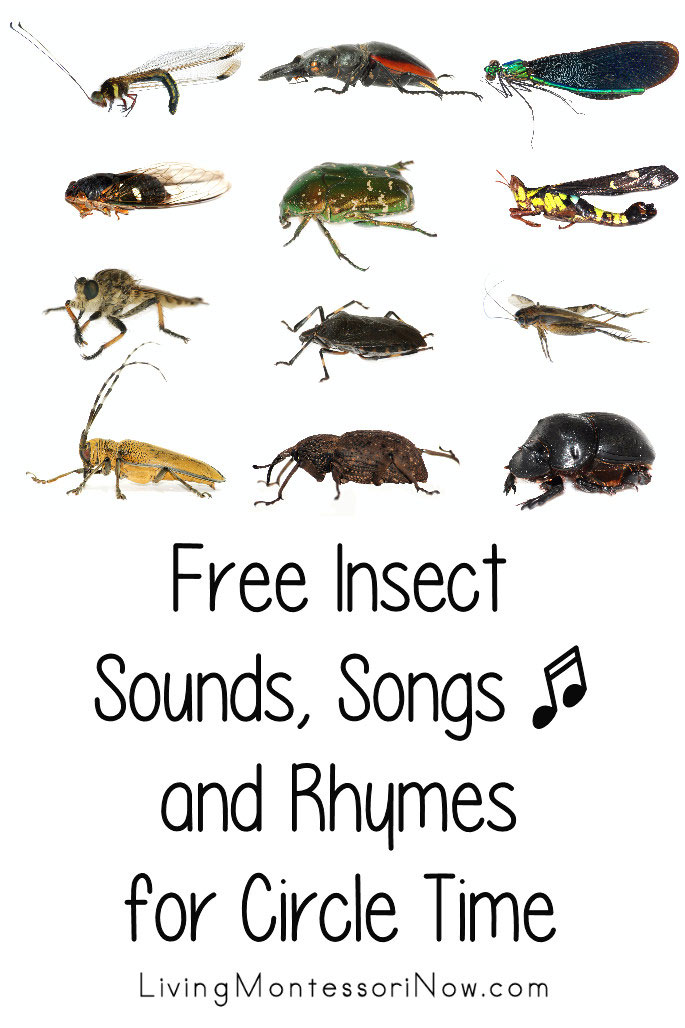 Free Insect Songs, Sounds, and Rhymes for Circle Time