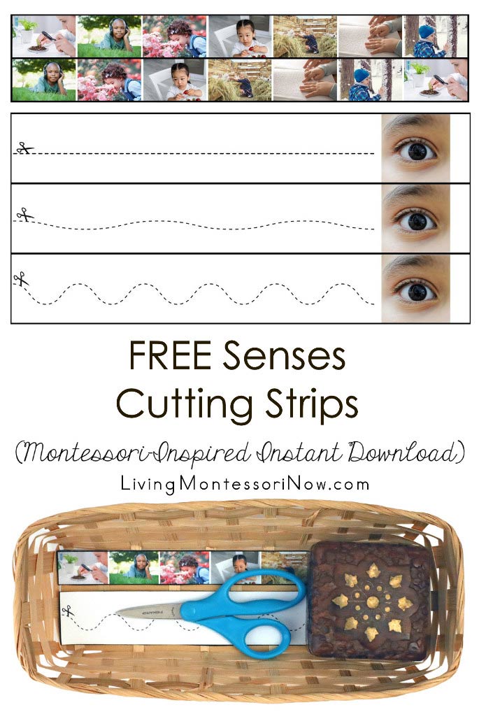 FREE Senses Cutting Strips (Montessori-Inspired Instant Download)