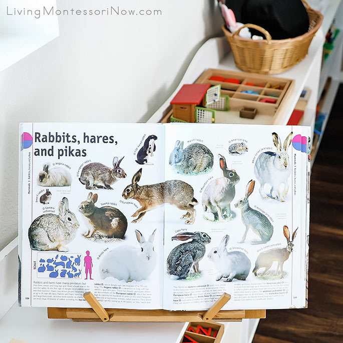 Rabbit Pages from The Animal Book with Rabbit Activities in the Background