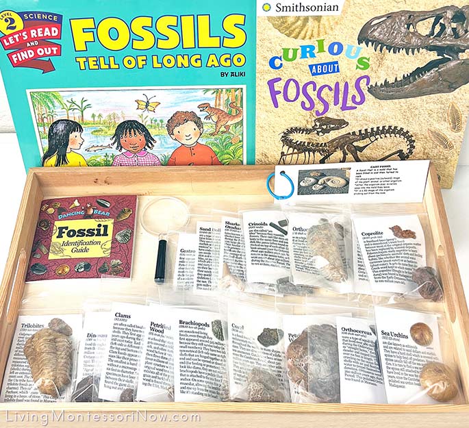 Fossil Books and Fossils