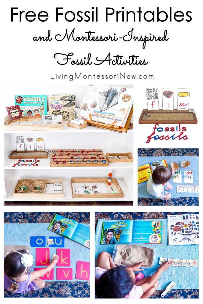 Free Fossil Printables and Montessori-Inspired Fossil Activities