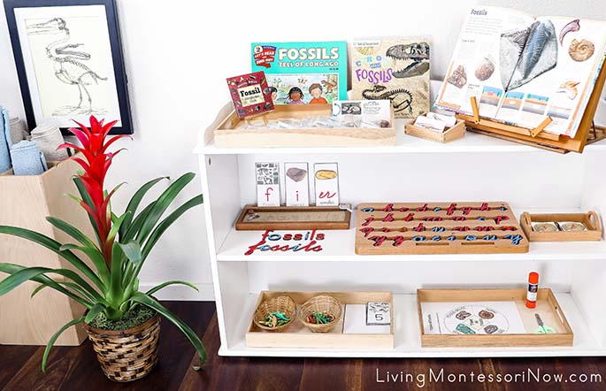 Montessori Shelves with Fossil-Themed Activities and Ichthyornis Skeleton Illustration