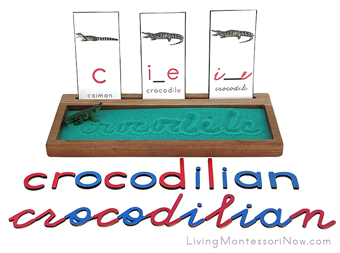 Crocodilian Sand Writing Tray