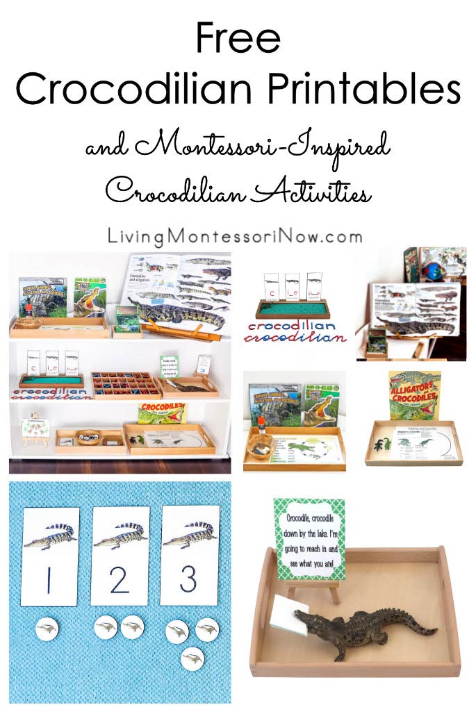 Free Crocodilian Printables and Montessori-Inspired Crocodilian Activities