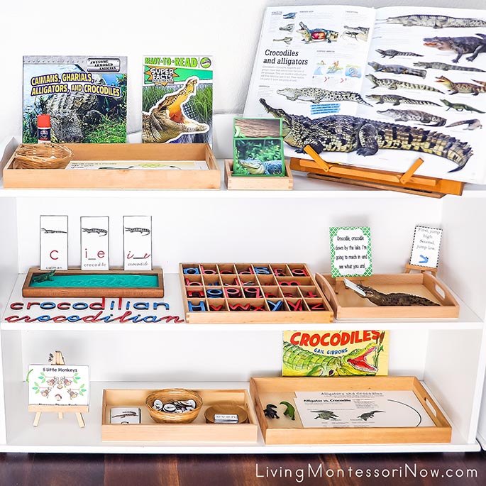 Montessori Shelves with Crocodilian-Themed Activities