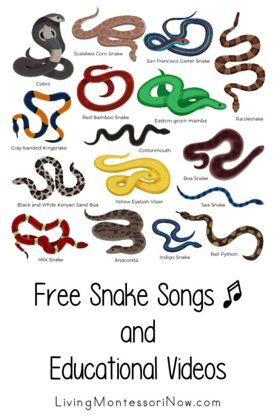 Free Snake Songs and Educational Videos Living Montessori Now