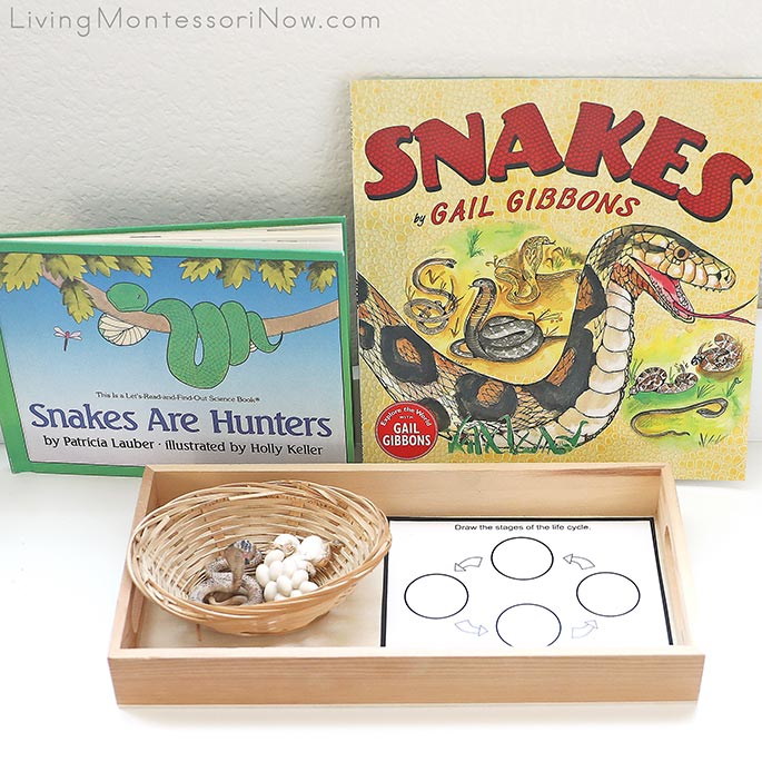Life Cycle of a Cobra Figures and Printables with Snake Books
