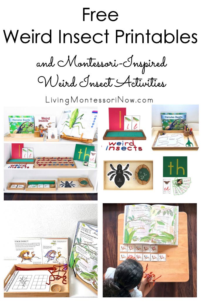 Free Weird Insect Printables and Montessori-Inspired Weird Insect Activities