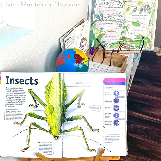 Insect Pages from The Animal Book with Insect Geography Materials and Stick Insect Pages and Crafts in the Background