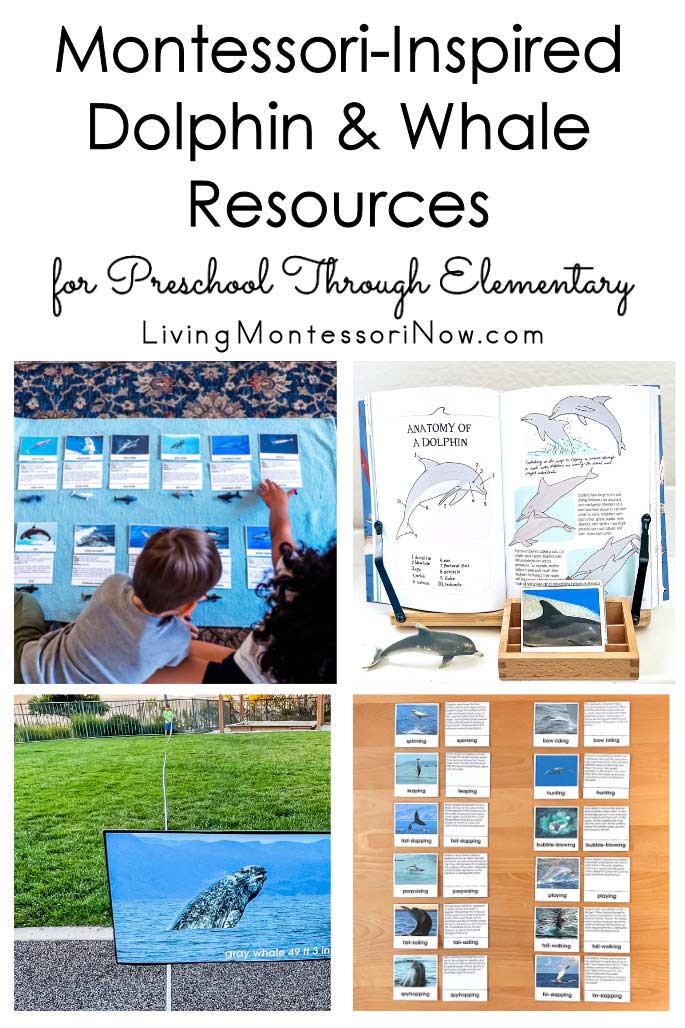 Montessori-Inspired Dolphin and Whale Resources for Preschool Through Elementary
