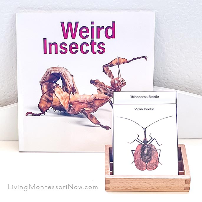 Weird Insects Book with Insect Fact Cards
