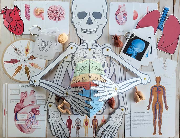 Anatomy Unit from Little Hands Learn