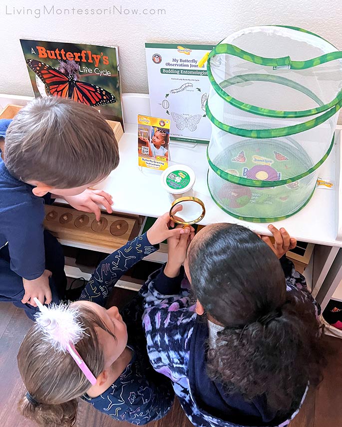 Observing Painted Lady Caterpillars