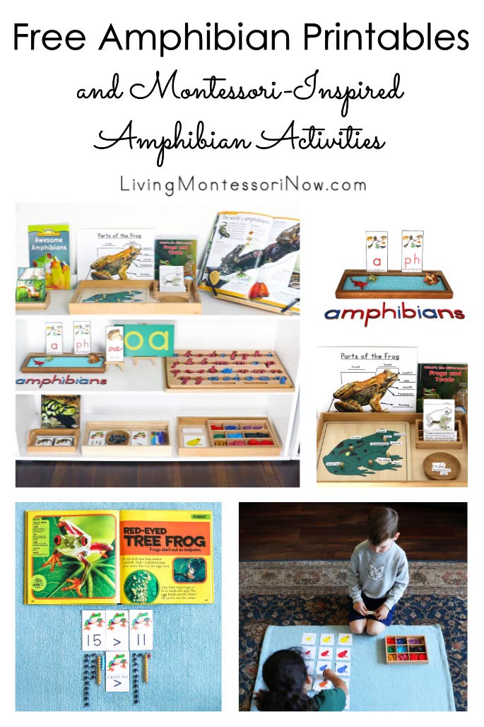 Free Amphibian Printables and Montessori-Inspired Amphibian Activities