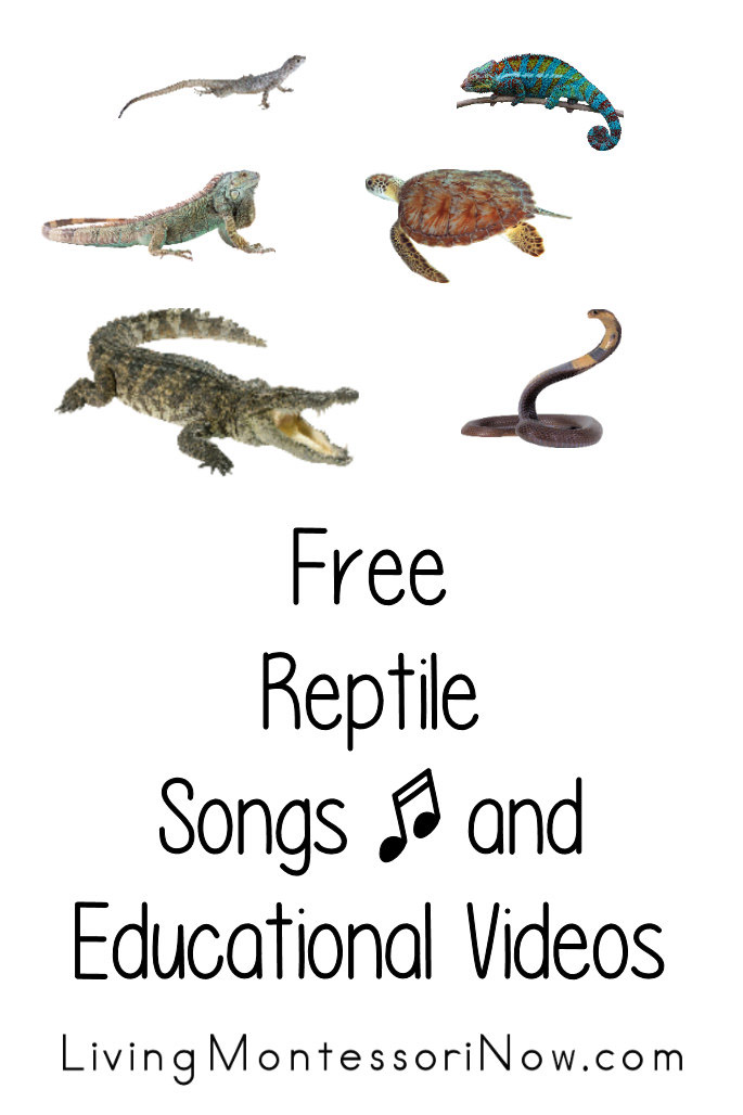 Free Reptile Songs and Educational Videos
