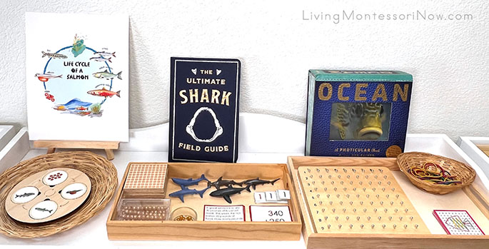 Shelf with Life Cycle of a Salmon, Shark Story Problems with Montessori Golden Beads, and Fish Geoboard Design