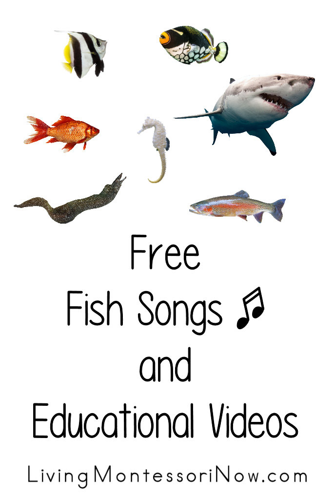 Free Fish Songs and Educational Videos