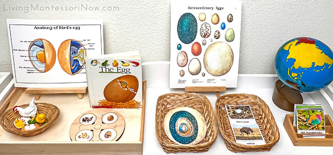 Montessori Shelf with Bird Life Cycle, Eggs, and Birds of the Continents Materials