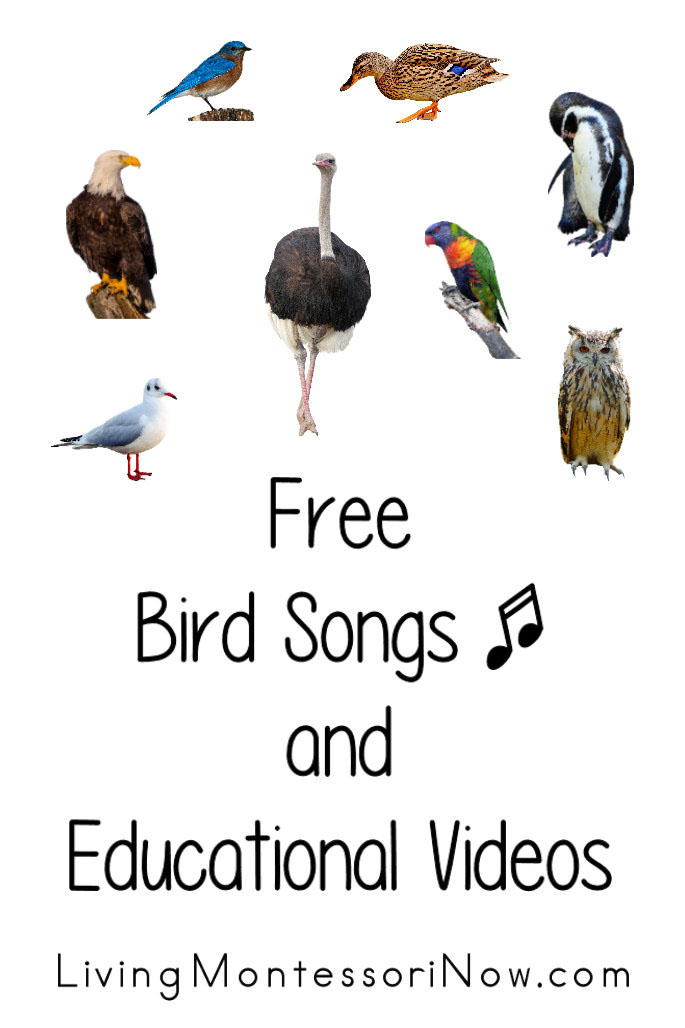 Free Bird Songs and Educational Videos