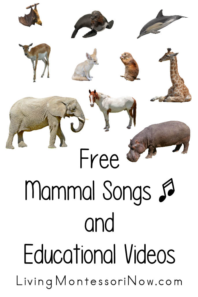 Free Mammals Songs and Educational Videos