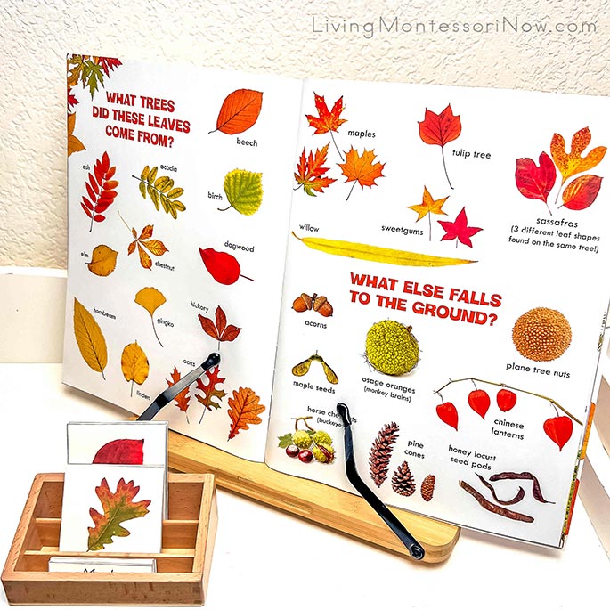 Pages from Awesome Autumn Book with 3-Part Autumn Leaf Cards Pages from Awesome Autumn Book with 3-Part Autumn Leaf Cards