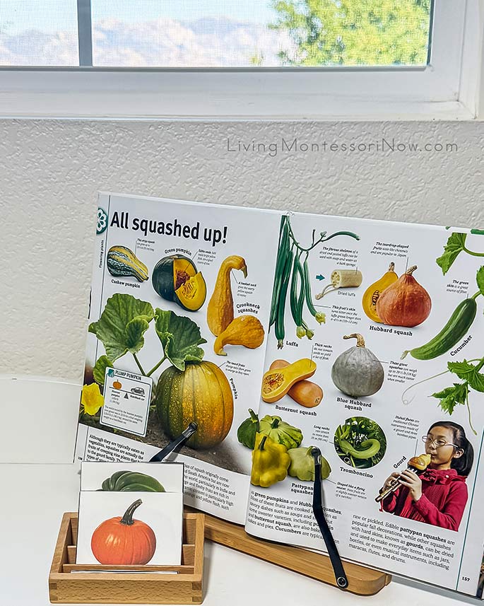 Pumpkins and Squash 3-Part Cards and Pages from Trees, Leaves, Flowers and Seeds Book Pumpkins and Squash 3-Part Cards and Pages from Trees, Leaves, Flowers and Seeds Book