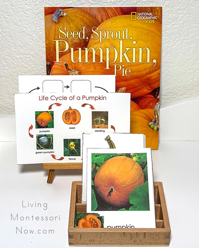 Seed, Sprout, Pumpkin, Pie Book with Life Cycle of a Pumpkin Activities Seed, Sprout, Pumpkin, Pie Book with Life Cycle of a Pumpkin Activities