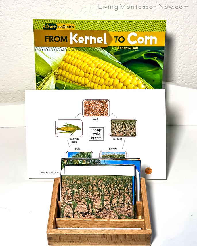 From Kernel to Corn Book with the Life Cycle of Corn Materials From Kernel to Corn Book with the Life Cycle of Corn Materials