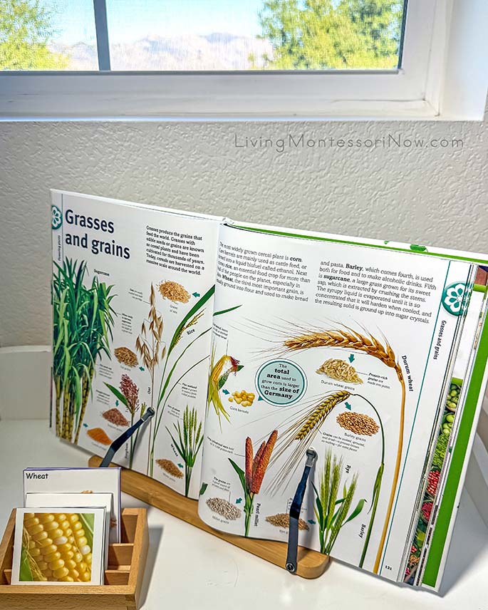 Types of Grains and Types of Corn Cards with Pages from Trees, Leaves, Flowers and Seeds Book Types of Grains and Types of Corn Cards with Pages from Trees, Leaves, Flowers and Seeds Book