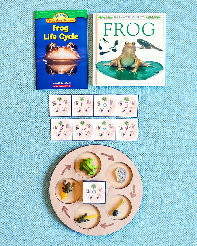 Frog Life Cycle and Spelling Work Frog Life Cycle and Spelling Work