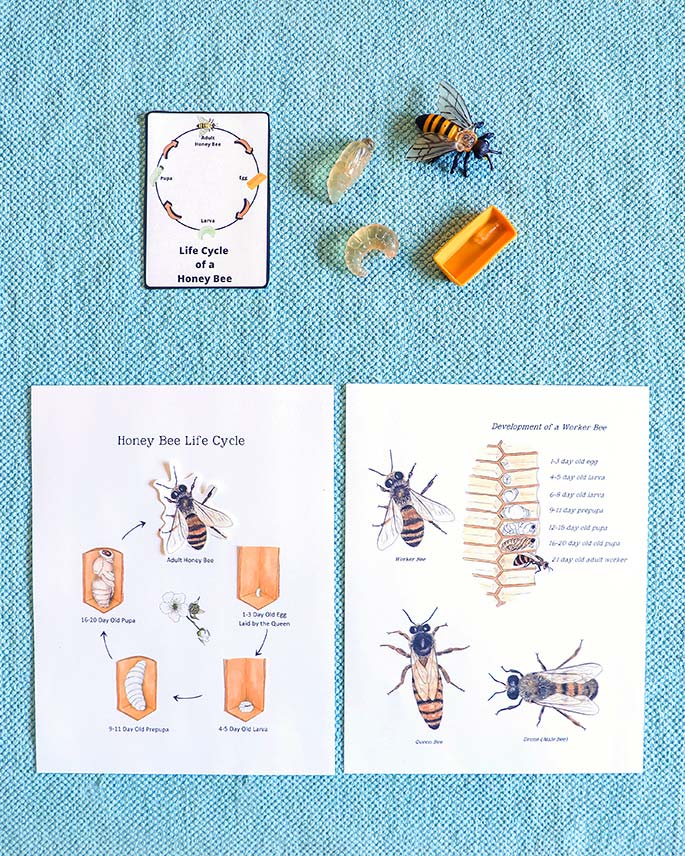 Honey Bee Life Cycle Activities Honey Bee Life Cycle Activities