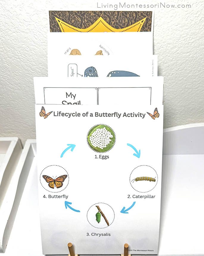 Life Cycle Printables Life Cycle Printables