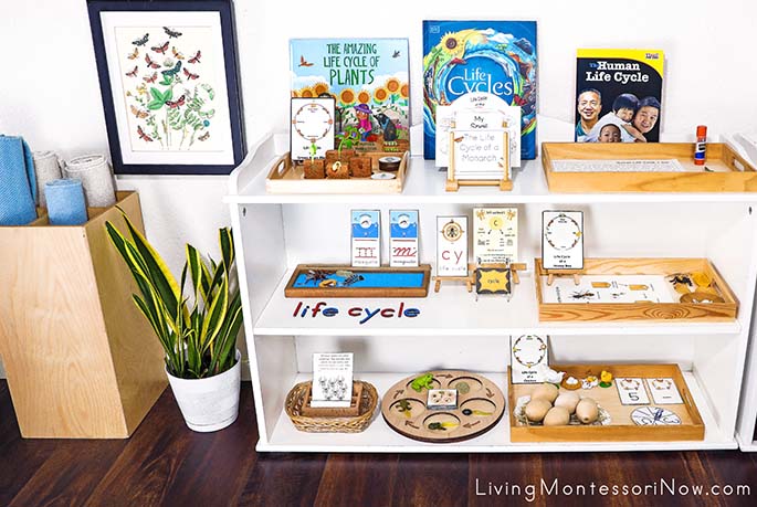 Montessori Shelves with Life Cycle Themed Activities and European Butterflies and Moths Illustration from 1882 Montessori Shelves with Life Cycle Themed Activities and European Butterflies and Moths Illustration from 1882