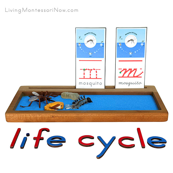 Sand Writing Tray for a Life Cycle Theme Sand Writing Tray for a Life Cycle Theme