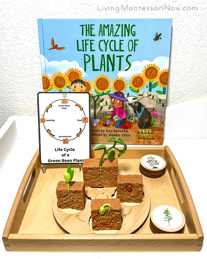 The Amazing Life Cycle of Plants with Plant Life Cycle Materials The Amazing Life Cycle of Plants with Plant Life Cycle Materials