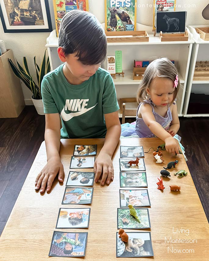 Helping His Little Sister Work with Pet Language Cards and Pets TOOB Figures Helping His Little Sister Work with Pet Language Cards and Pets TOOB Figures