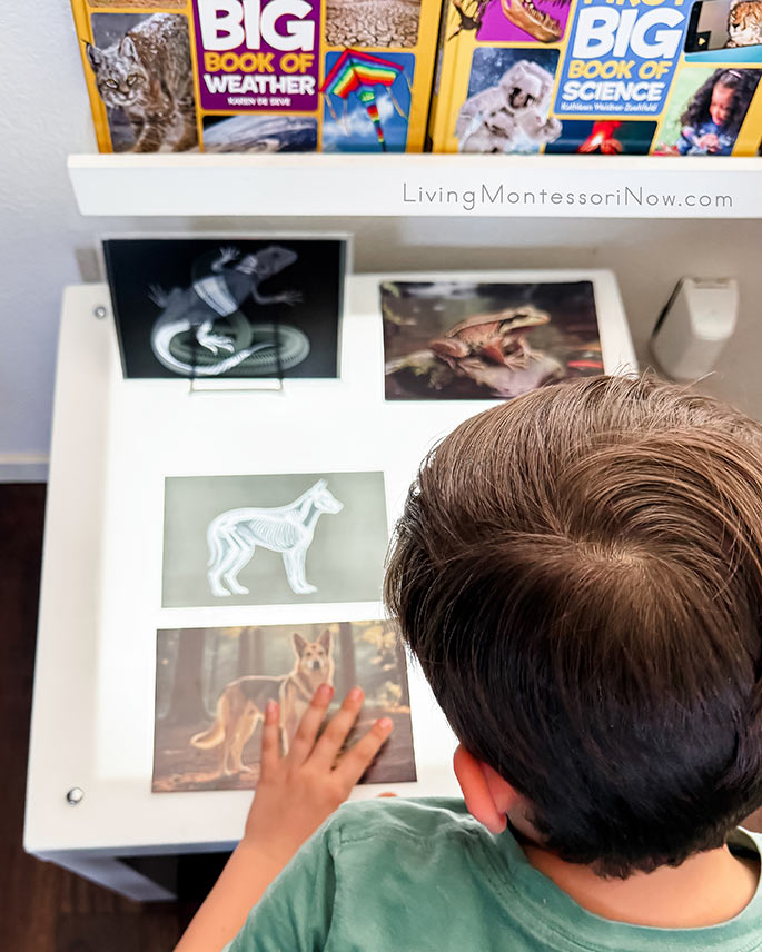 Working with Pet X-Ray Activity Working with Pet X-Ray Activity