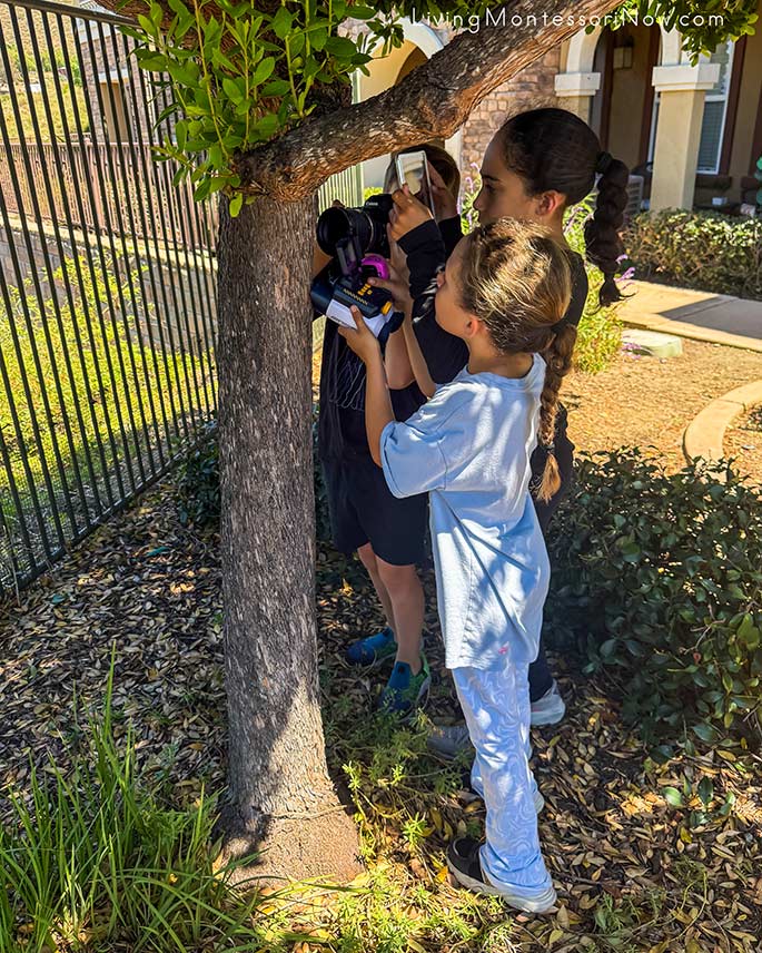 Photographing a Trail of Ants on a Tree Photographing a Trail of Ants on a Tree