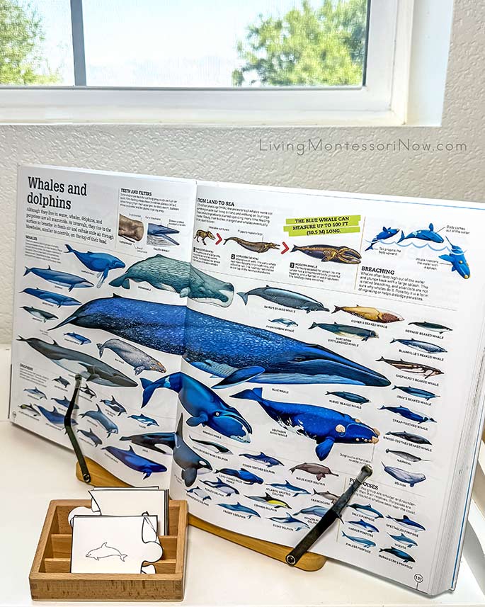 Whales and Dolphins Pages from Picturepedia with Life Cycle of a Dolphin Puzzles Whales and Dolphins Pages from Picturepedia with Life Cycle of a Dolphin Puzzles